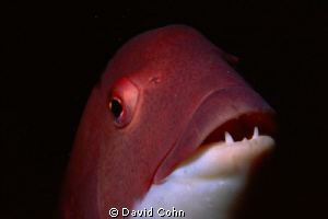 sheepshead head and teeth using macro-channel islands by David Cohn 